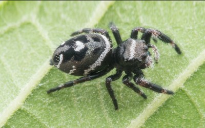 phidippus regius (jumping spider)